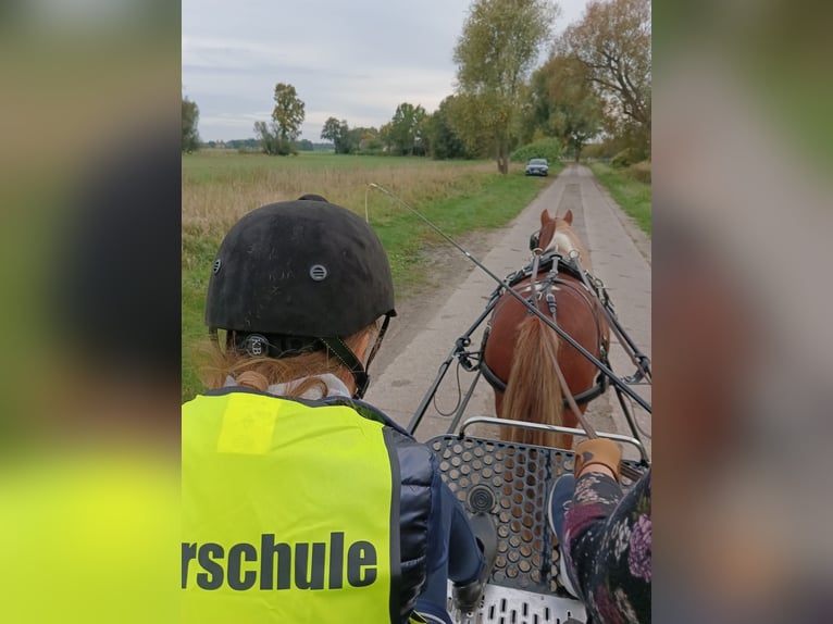 Tinker Mix Merrie 11 Jaar 120 cm Gevlekt-paard in Rangsdorf