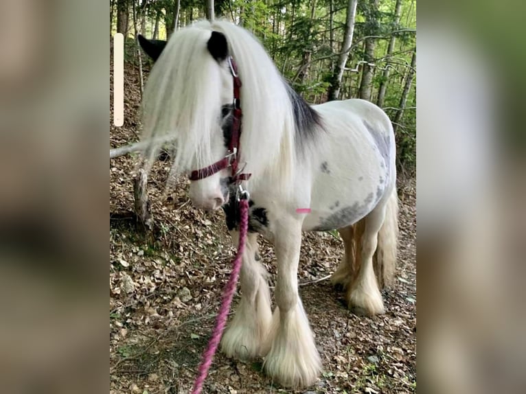 Tinker Merrie 11 Jaar 120 cm Gevlekt-paard in Dhronecken