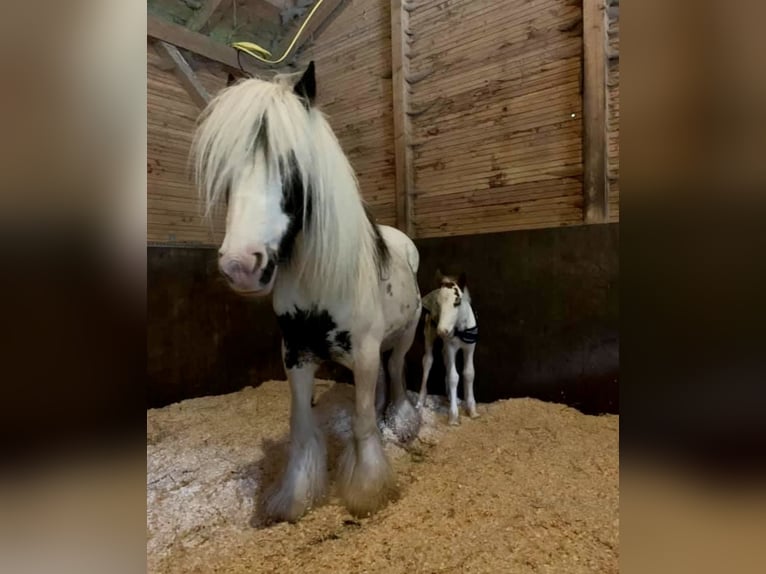 Tinker Merrie 11 Jaar 120 cm Gevlekt-paard in Dhronecken