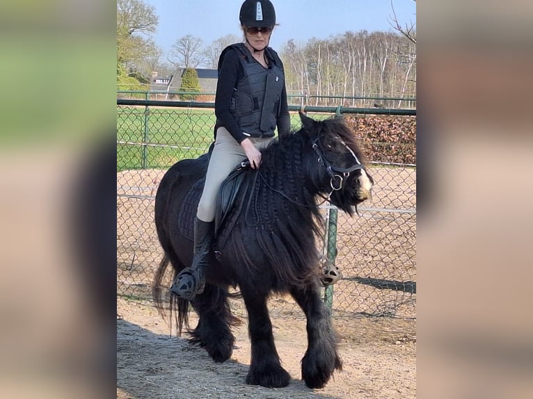 Tinker Merrie 11 Jaar 128 cm Donkerbruin in Onstwedde