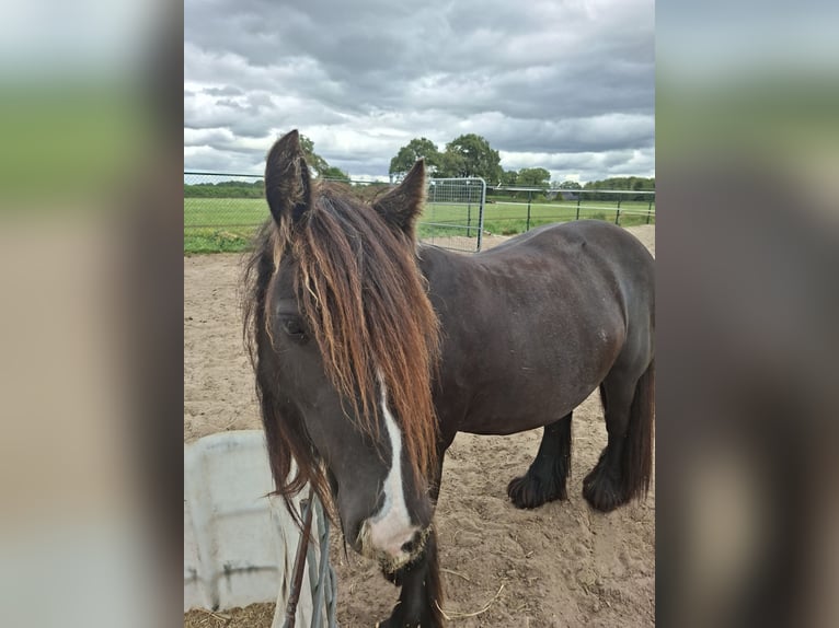 Tinker Merrie 11 Jaar 128 cm Donkerbruin in Onstwedde
