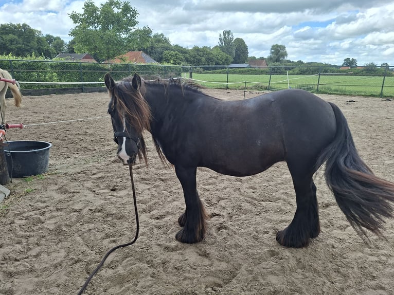 Tinker Merrie 11 Jaar 128 cm Donkerbruin in Onstwedde