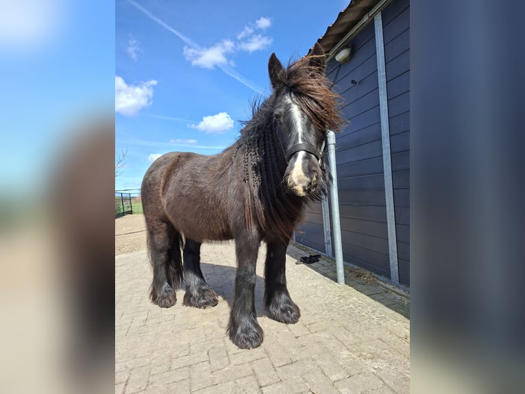 Tinker Merrie 11 Jaar 128 cm Donkerbruin in Onstwedde