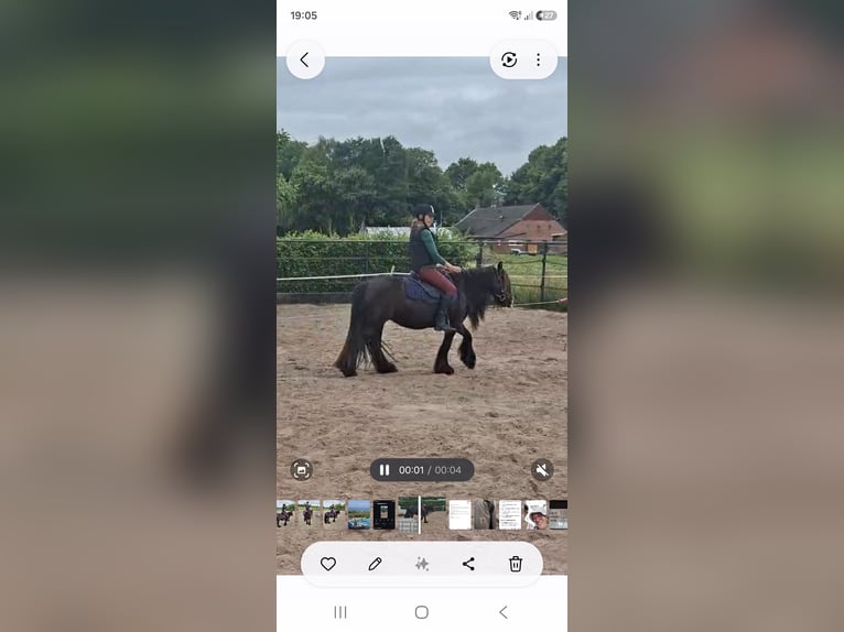 Tinker Merrie 11 Jaar 128 cm Donkerbruin in Onstwedde