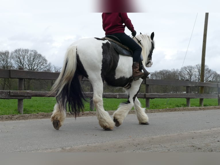 Tinker Merrie 11 Jaar 133 cm Gevlekt-paard in Lathen