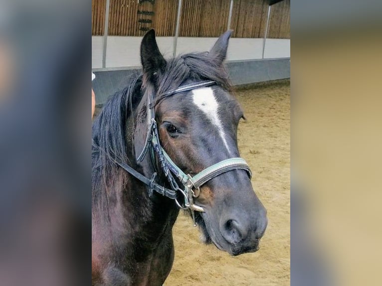 Tinker Merrie 11 Jaar 140 cm Zwartbruin in Oerlinghausen