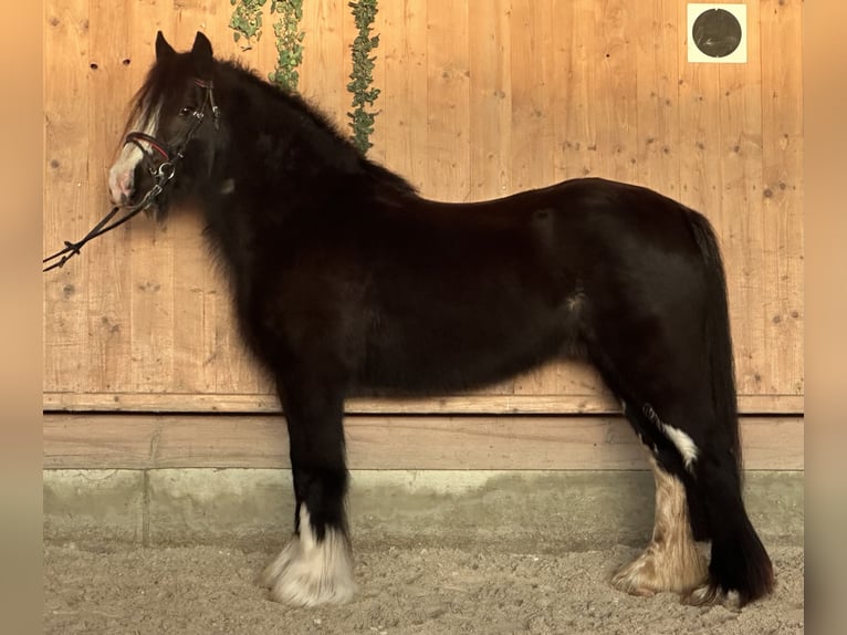 Tinker Merrie 11 Jaar 142 cm Zwart in Riedlingen