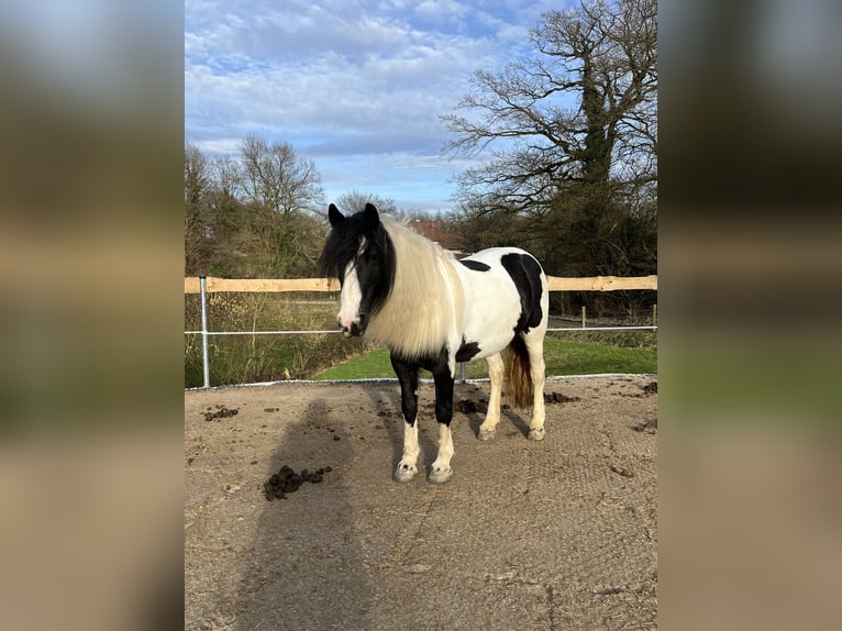 Tinker Mix Merrie 11 Jaar 147 cm Gevlekt-paard in Essen
