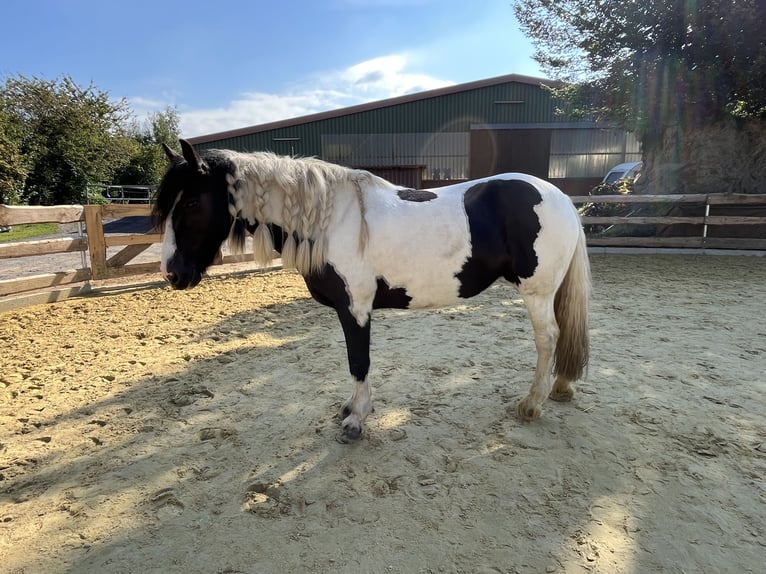 Tinker Mix Merrie 11 Jaar 147 cm Gevlekt-paard in Essen