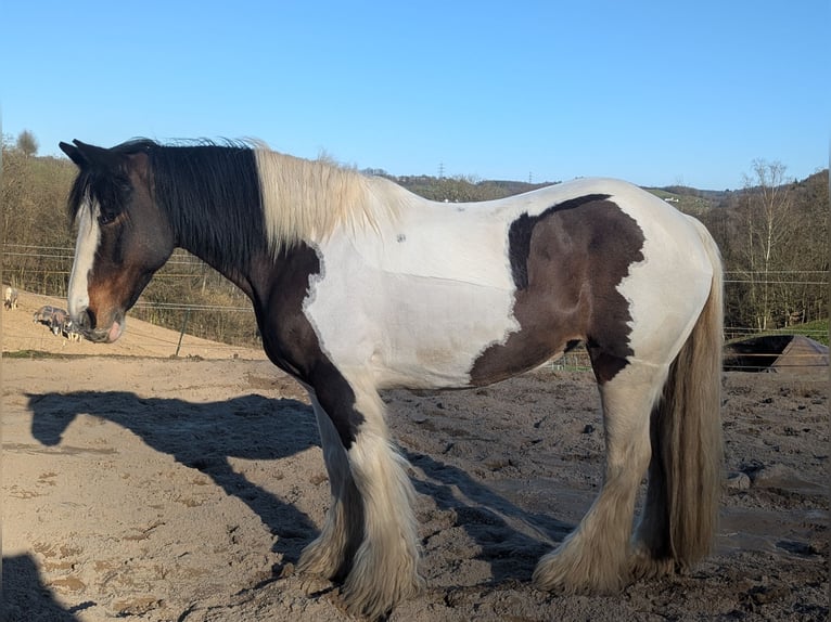 Tinker Merrie 11 Jaar 148 cm Gevlekt-paard in Morsbach