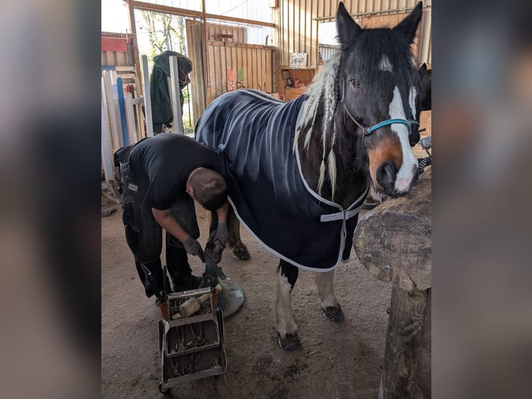 Tinker Mix Merrie 11 Jaar 150 cm Gevlekt-paard in Datteln