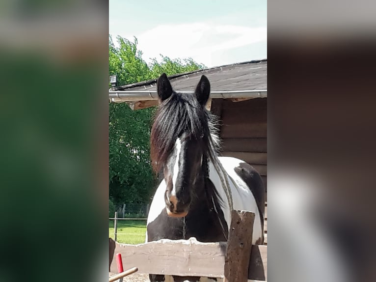 Tinker Merrie 11 Jaar 165 cm Gevlekt-paard in Lübeck