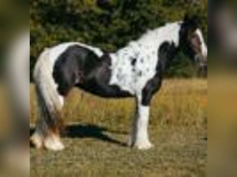 Tinker Merrie 11 Jaar Tobiano-alle-kleuren in Petersburg TN