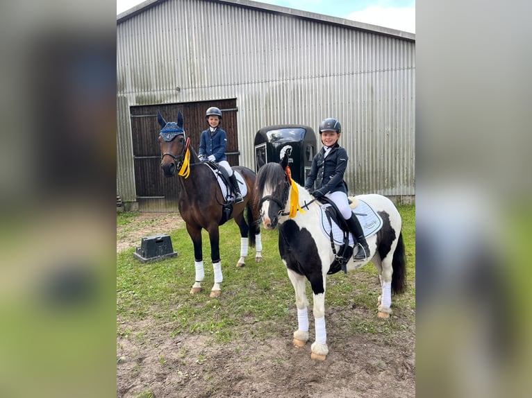 Tinker Merrie 12 Jaar 125 cm Gevlekt-paard in Grasberg