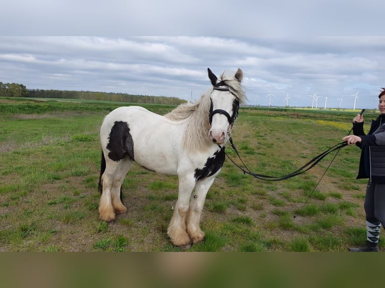 Tinker Merrie 12 Jaar 137 cm  in Werneuchen