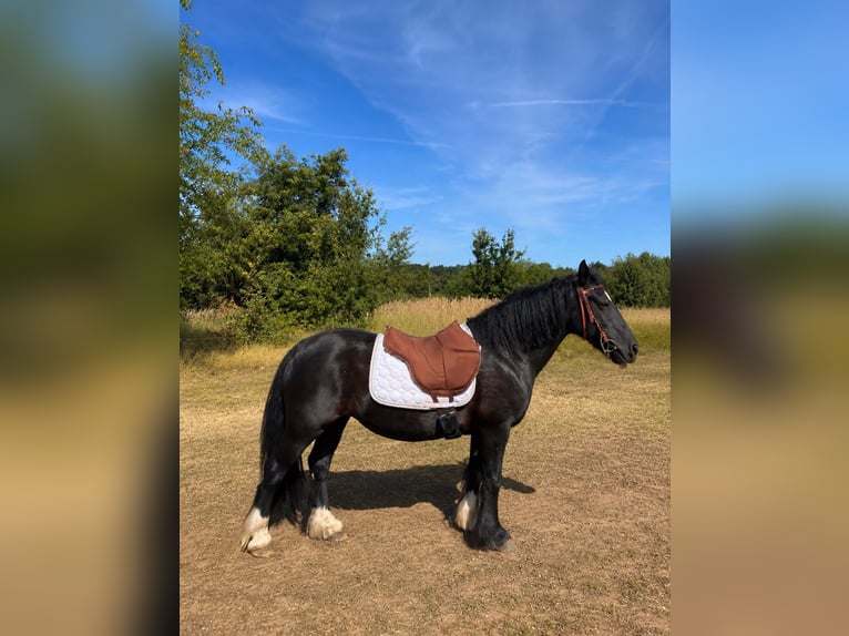 Tinker Merrie 12 Jaar 141 cm Zwart in Lathen