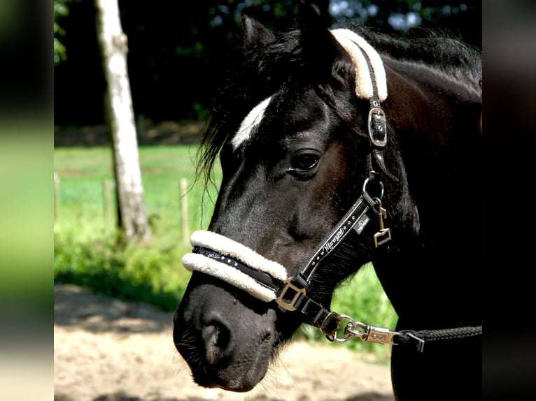 Tinker Merrie 12 Jaar 141 cm Zwart in Lathen
