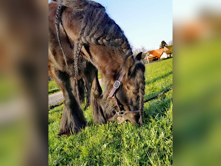 Tinker Merrie 12 Jaar 141 cm Zwartbruin in Sulgen