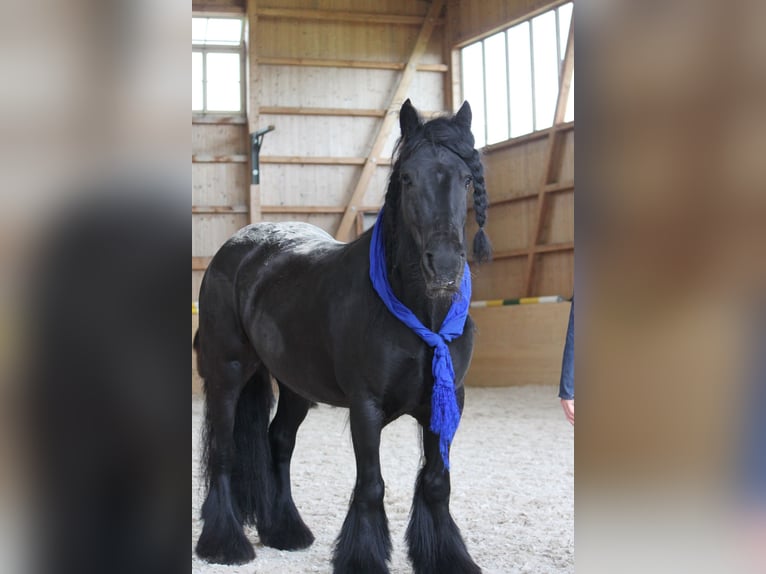 Tinker Merrie 12 Jaar 141 cm Zwartbruin in Sulgen