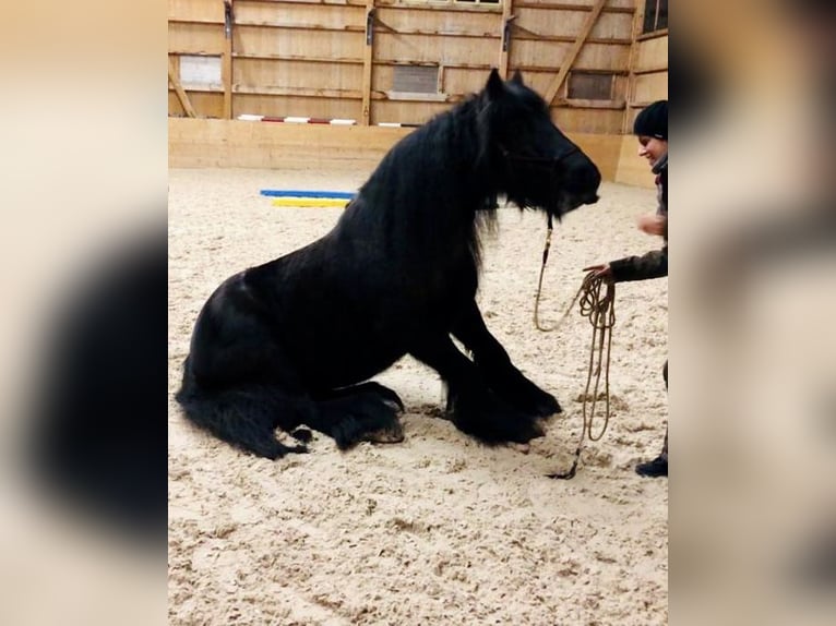 Tinker Merrie 12 Jaar 141 cm Zwartbruin in Sulgen