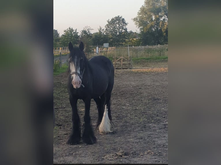 Tinker Merrie 12 Jaar 142 cm Gevlekt-paard in Uetersen