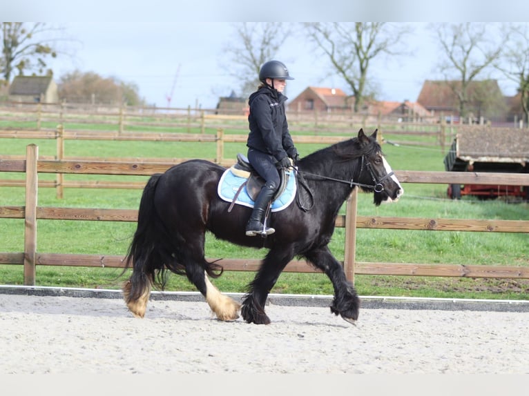 Tinker Merrie 12 Jaar 142 cm Zwart in Pepingen