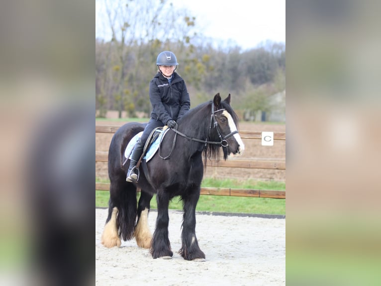 Tinker Merrie 12 Jaar 142 cm Zwart in Pepingen