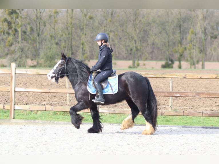 Tinker Merrie 12 Jaar 142 cm Zwart in Pepingen