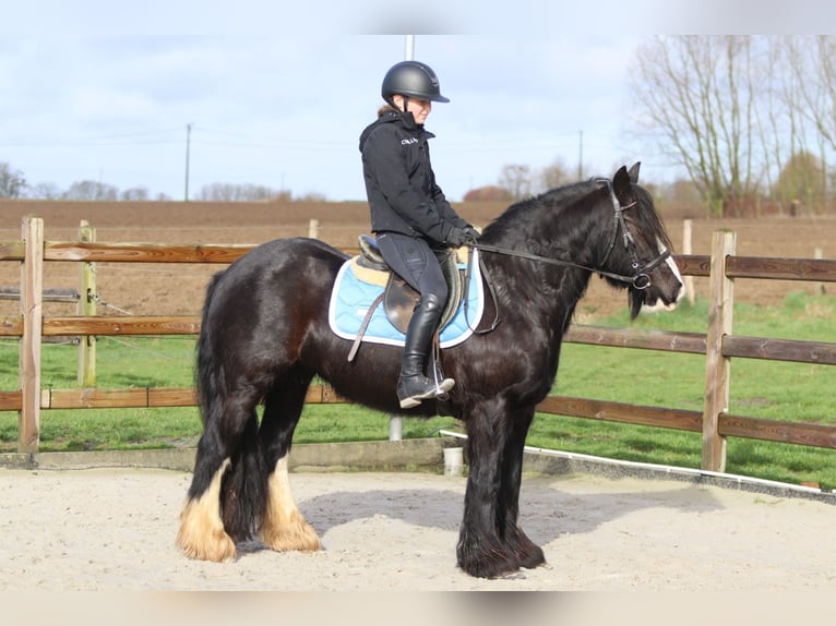 Tinker Merrie 12 Jaar 142 cm Zwart in Pepingen