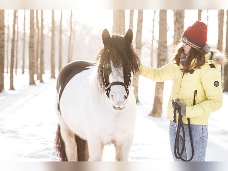 Tinker Merrie 12 Jaar 145 cm Gevlekt-paard in Gemert