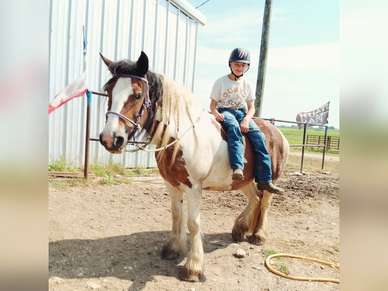 Tinker Merrie 12 Jaar 145 cm Gevlekt-paard in Hillsboro