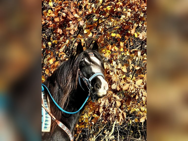 Tinker Merrie 12 Jaar 145 cm Zwart in Linkenbach