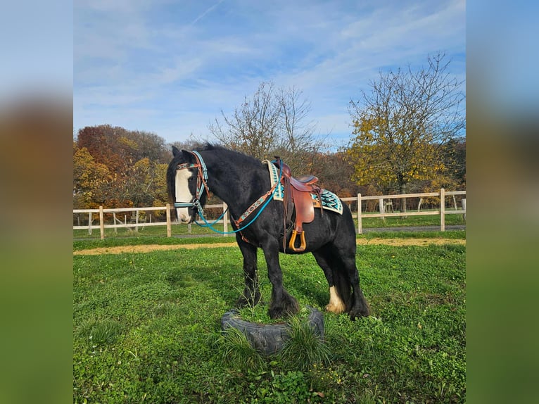 Tinker Merrie 12 Jaar 145 cm Zwart in Linkenbach