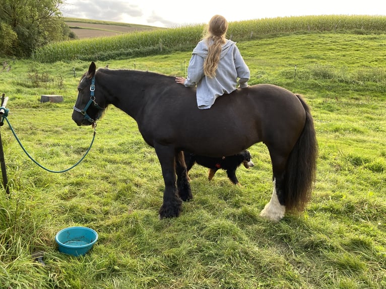 Tinker Merrie 12 Jaar 145 cm Zwart in OberweserWesertal
