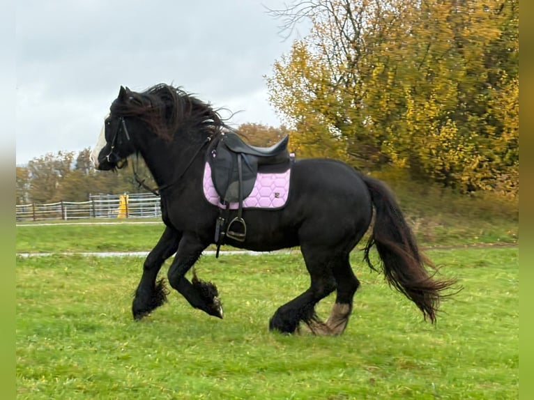 Tinker Merrie 12 Jaar 146 cm Zwart in Blankenheim