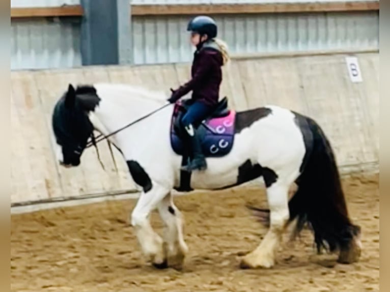 Tinker Merrie 12 Jaar 147 cm Gevlekt-paard in Moorweg