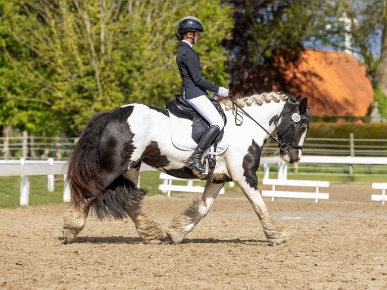 Tinker Merrie 12 Jaar 147 cm Gevlekt-paard in Moorweg