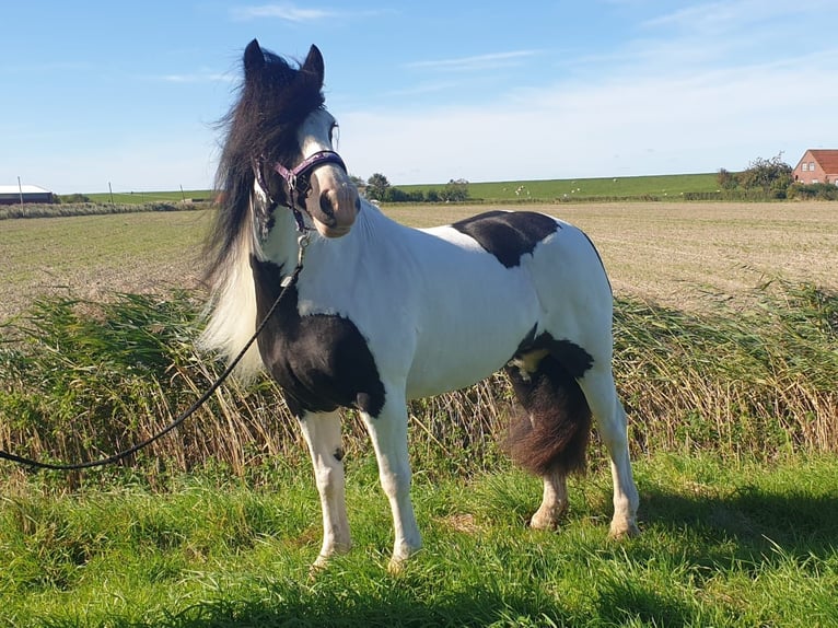 Tinker Merrie 12 Jaar 147 cm Gevlekt-paard in Moorweg