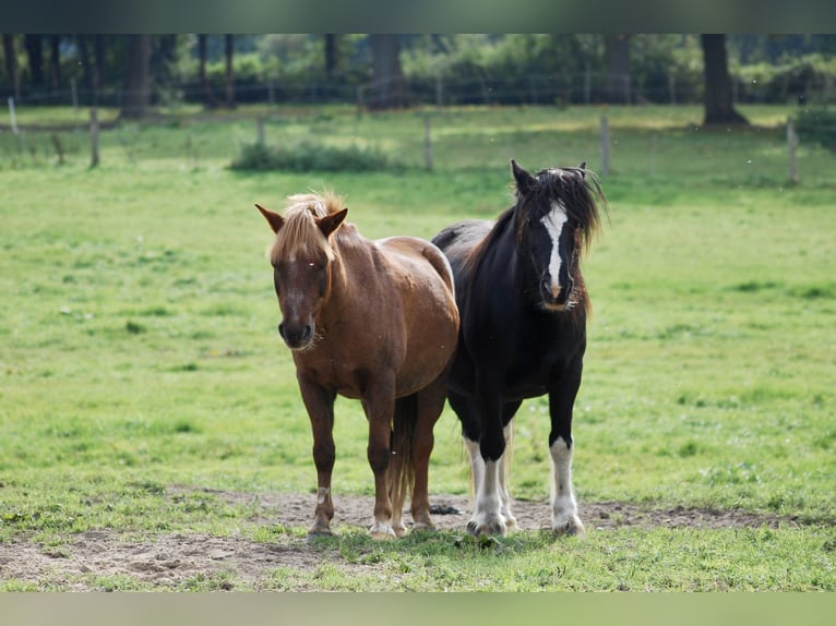 Tinker Mix Merrie 12 Jaar 148 cm Gevlekt-paard in Aabenraa