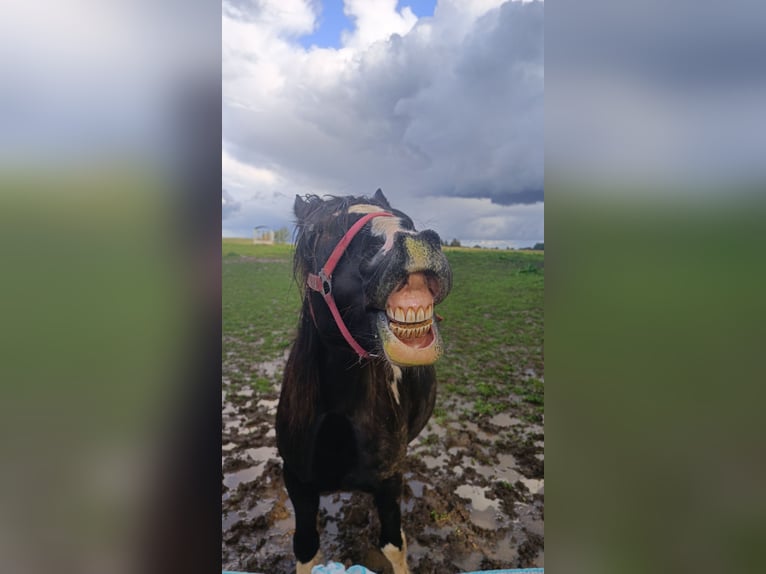 Tinker Mix Merrie 12 Jaar 148 cm Gevlekt-paard in Aabenraa