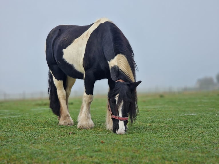 Tinker Merrie 12 Jaar 149 cm Gevlekt-paard in Langerwehe