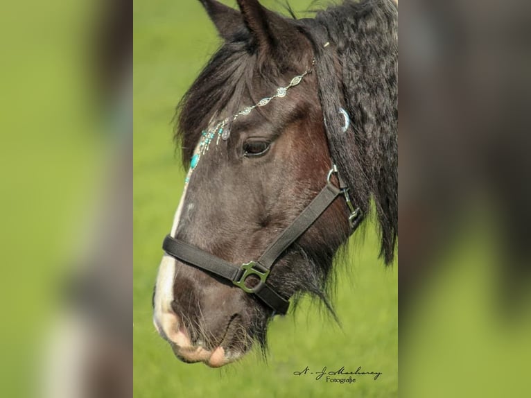 Tinker Merrie 12 Jaar 149 cm Gevlekt-paard in Langerwehe