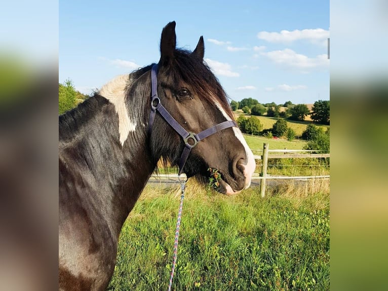 Tinker Merrie 12 Jaar 149 cm Gevlekt-paard in Langerwehe