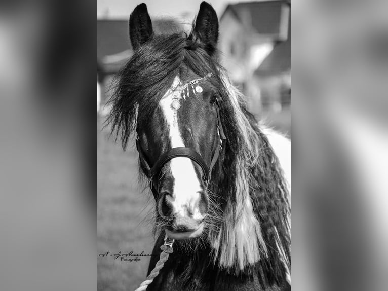 Tinker Merrie 12 Jaar 149 cm Gevlekt-paard in Langerwehe