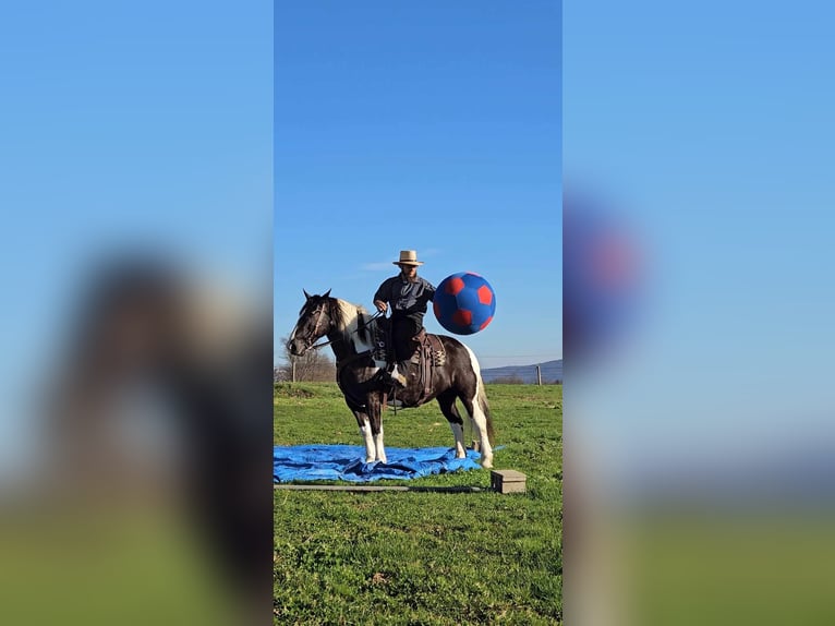 Tinker Mix Merrie 12 Jaar 150 cm Gevlekt-paard in Rebersburg
