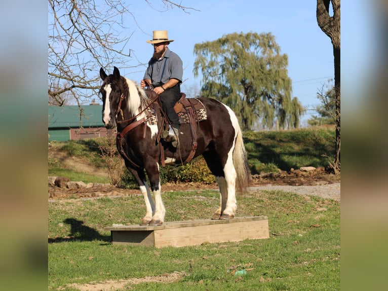 Tinker Mix Merrie 12 Jaar 150 cm Gevlekt-paard in Rebersburg