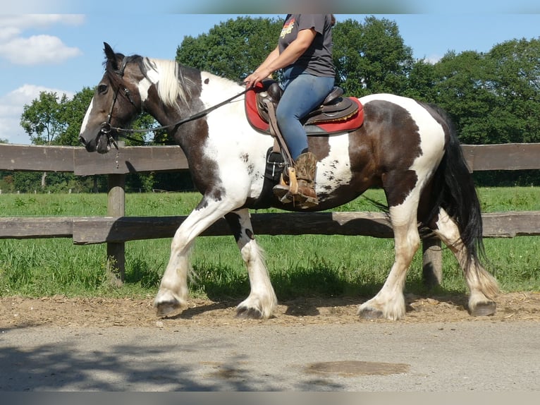 Tinker Mix Merrie 12 Jaar 160 cm Gevlekt-paard in Lathen
