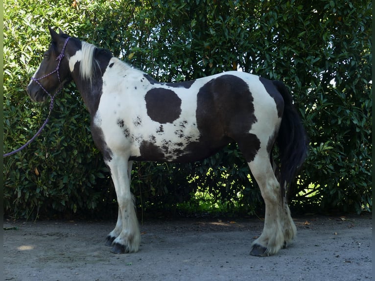 Tinker Mix Merrie 12 Jaar 160 cm Gevlekt-paard in Lathen