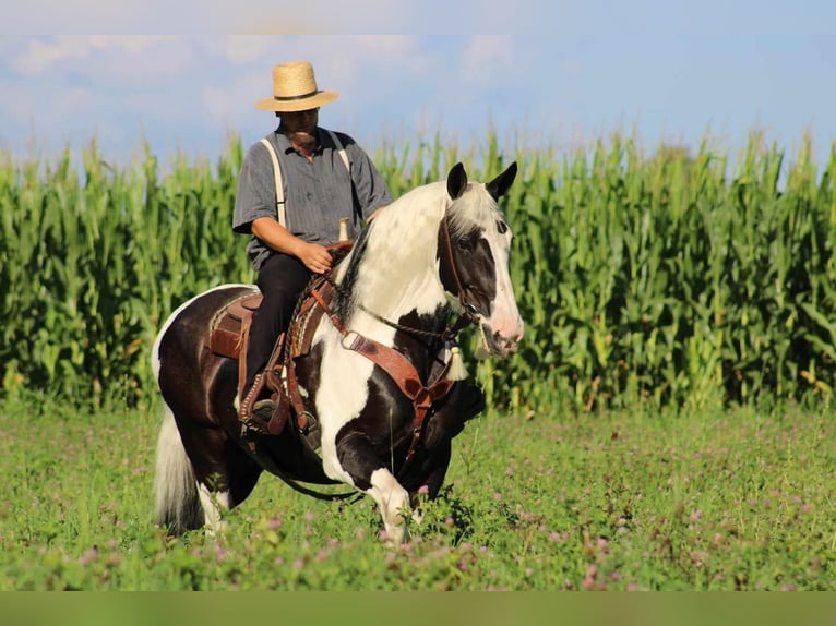 Tinker Mix Merrie 12 Jaar 170 cm Gevlekt-paard in Rebersburg, PA