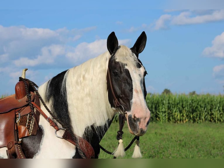 Tinker Mix Merrie 12 Jaar 170 cm Gevlekt-paard in Rebersburg, PA